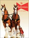 Bud Clydesdale Team